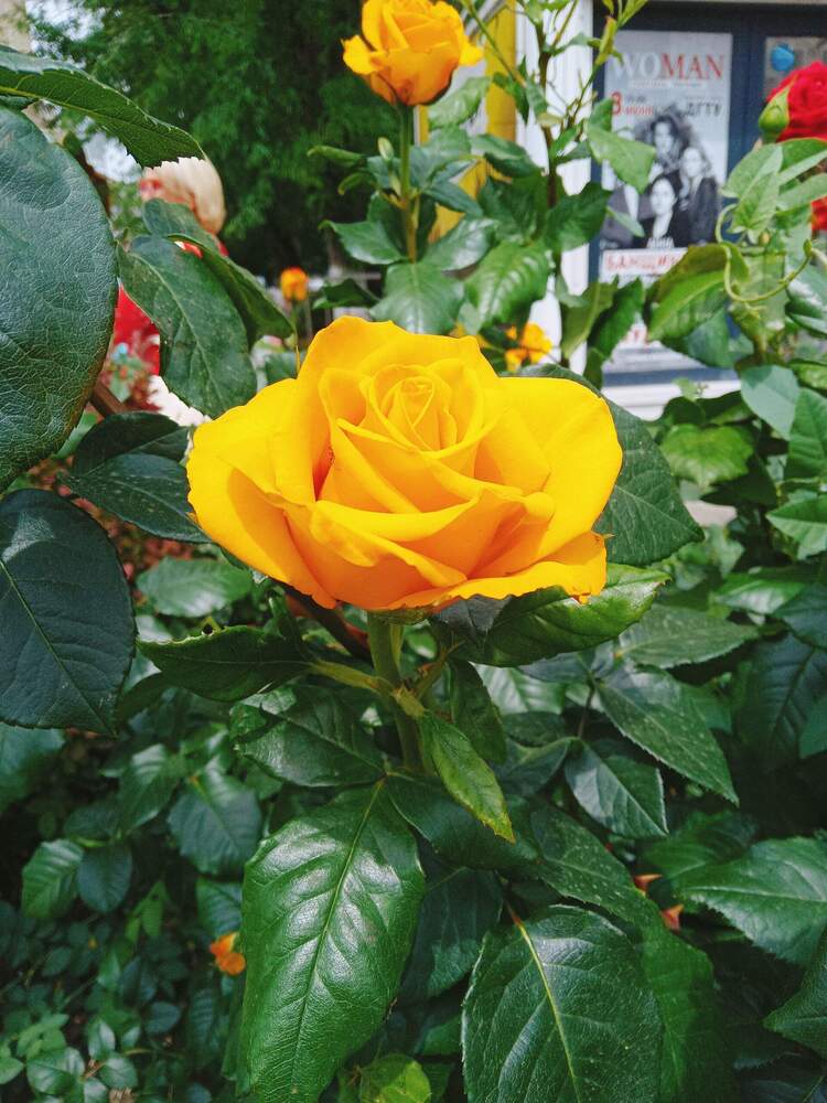 Photograph by Ирина Рягузова