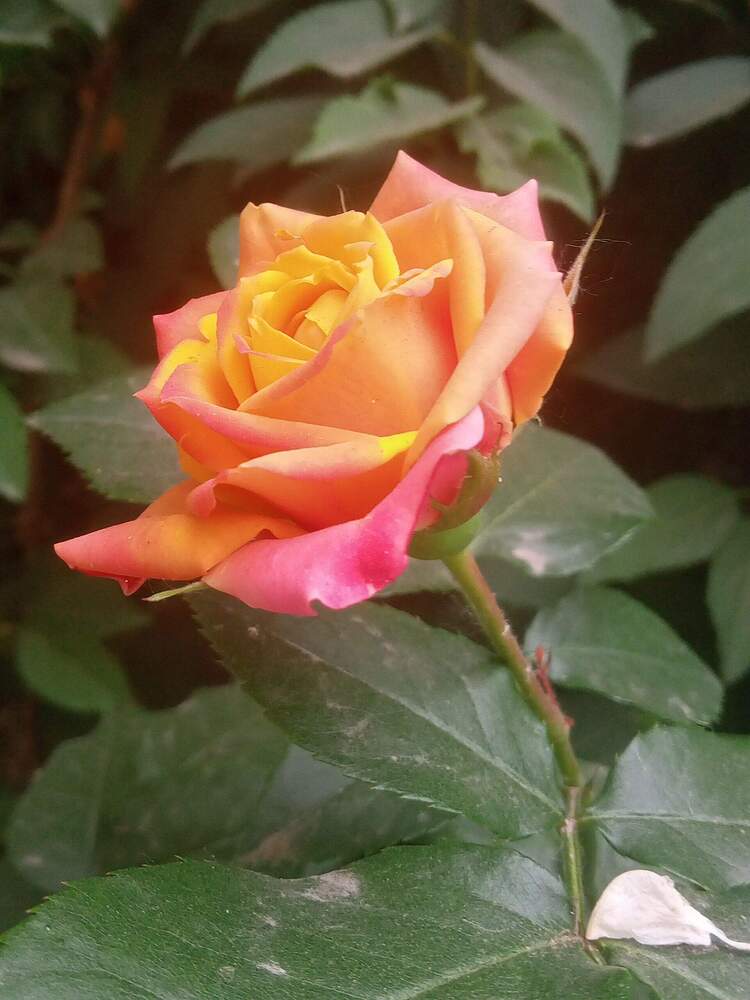 Photograph by Ирина Рягузова