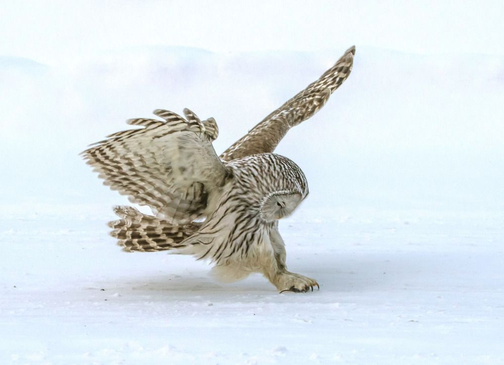 Photograph by Михаил Белоусов