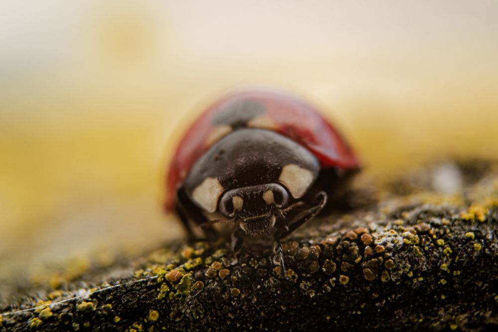 Photograph by Сергей