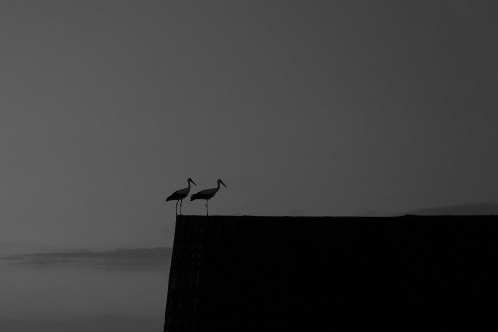 Photograph by JEVGENIJS TRETJAKOVS