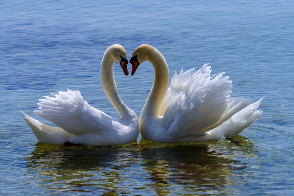 Признание в любви