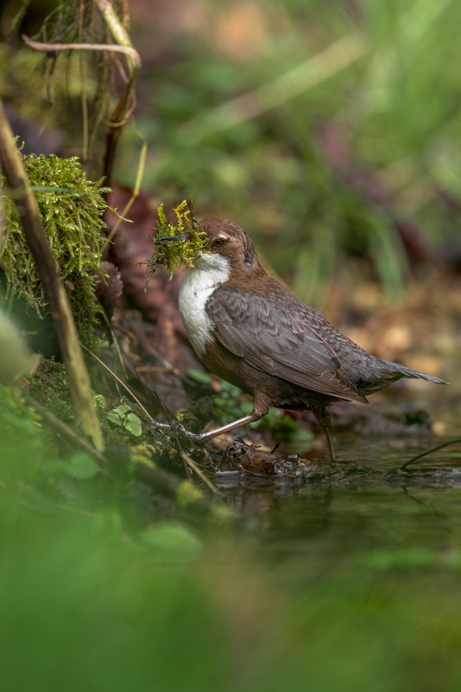 The Secret Life of a dipper