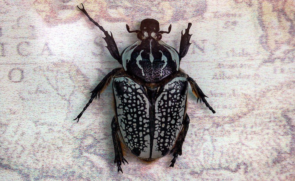 Photograph by Oleksandr Podust