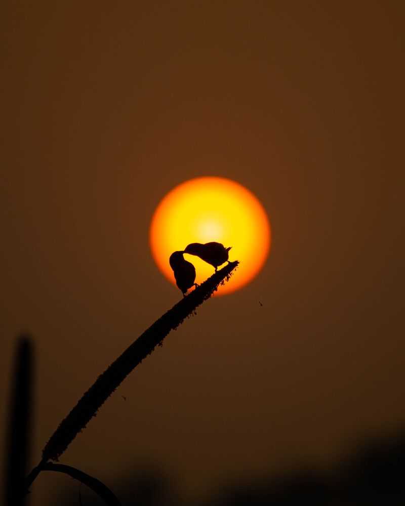 Фотография автора Sukanta Besra