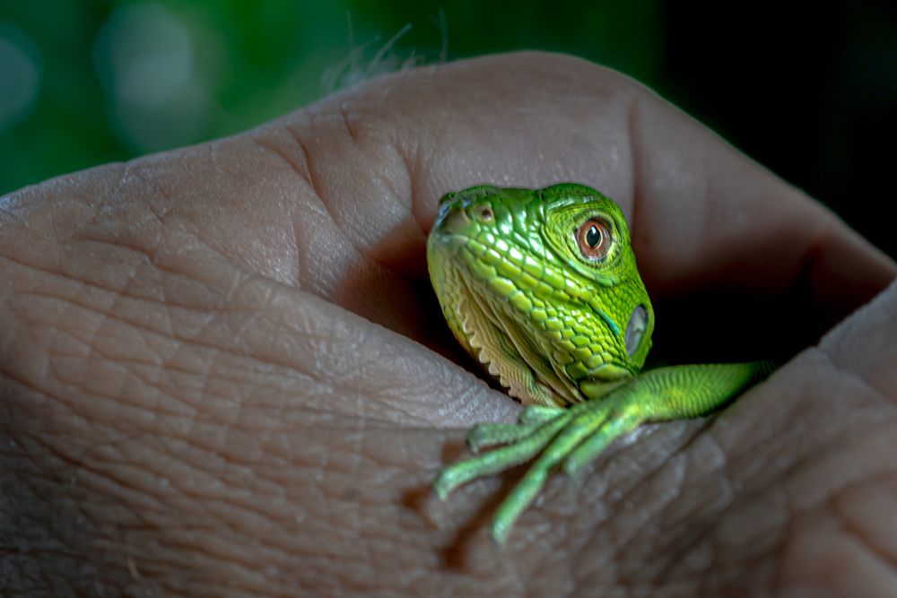 Фотография автора Rodolfo Pimentel