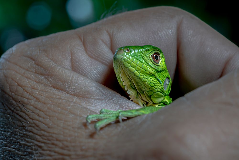 Фотография автора Rodolfo Pimentel