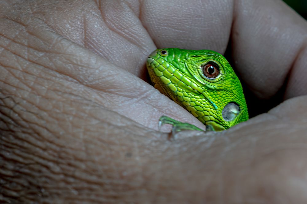 Фотография автора Rodolfo Pimentel