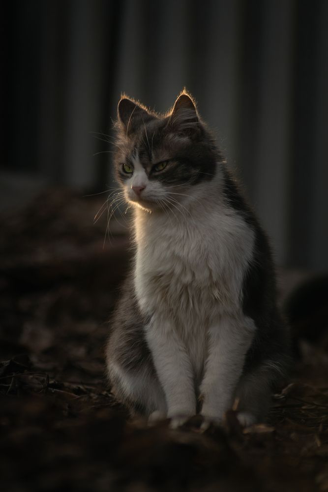 В лучах кошачьего спокойствия