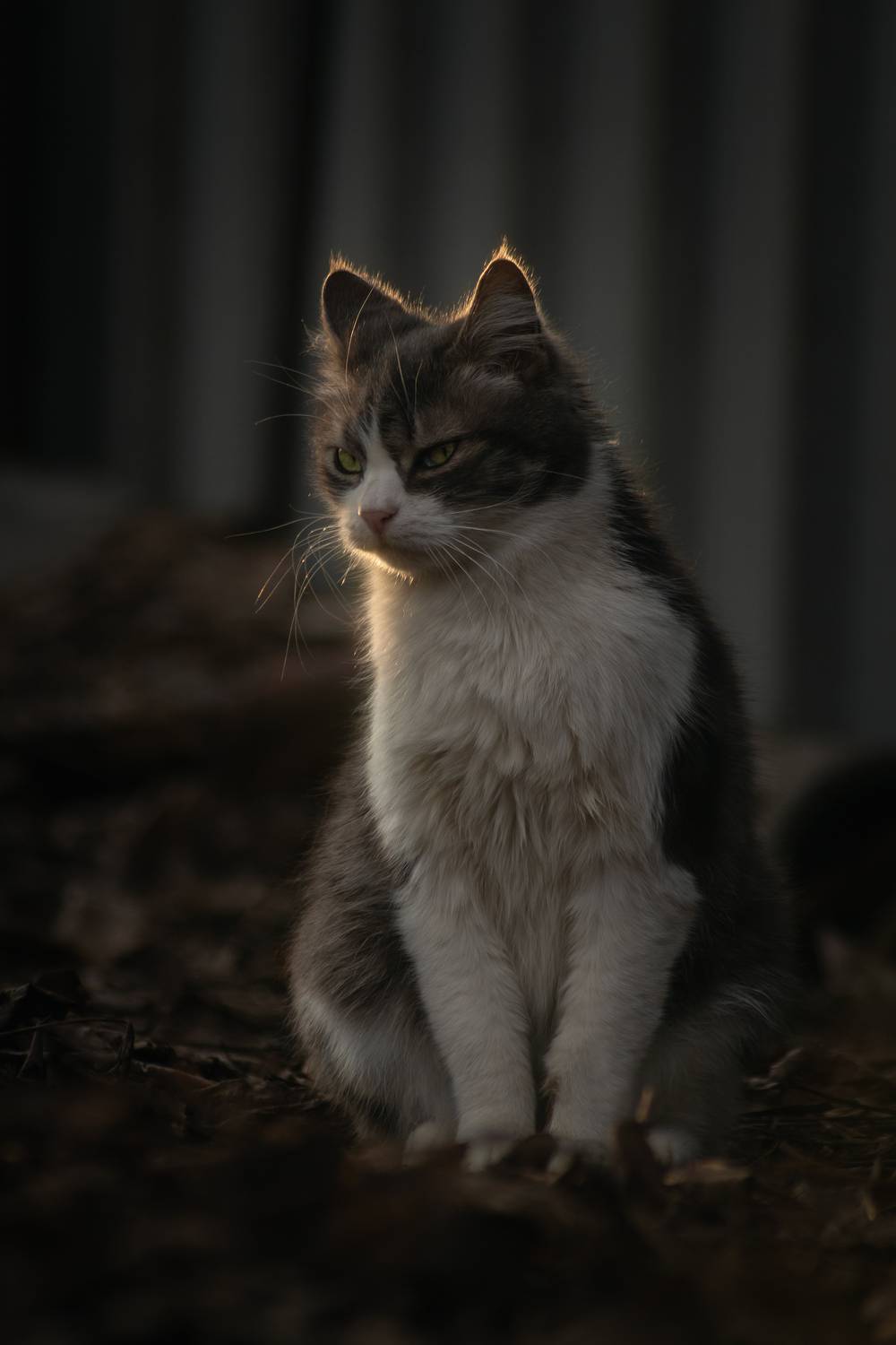В лучах кошачьего спокойствия