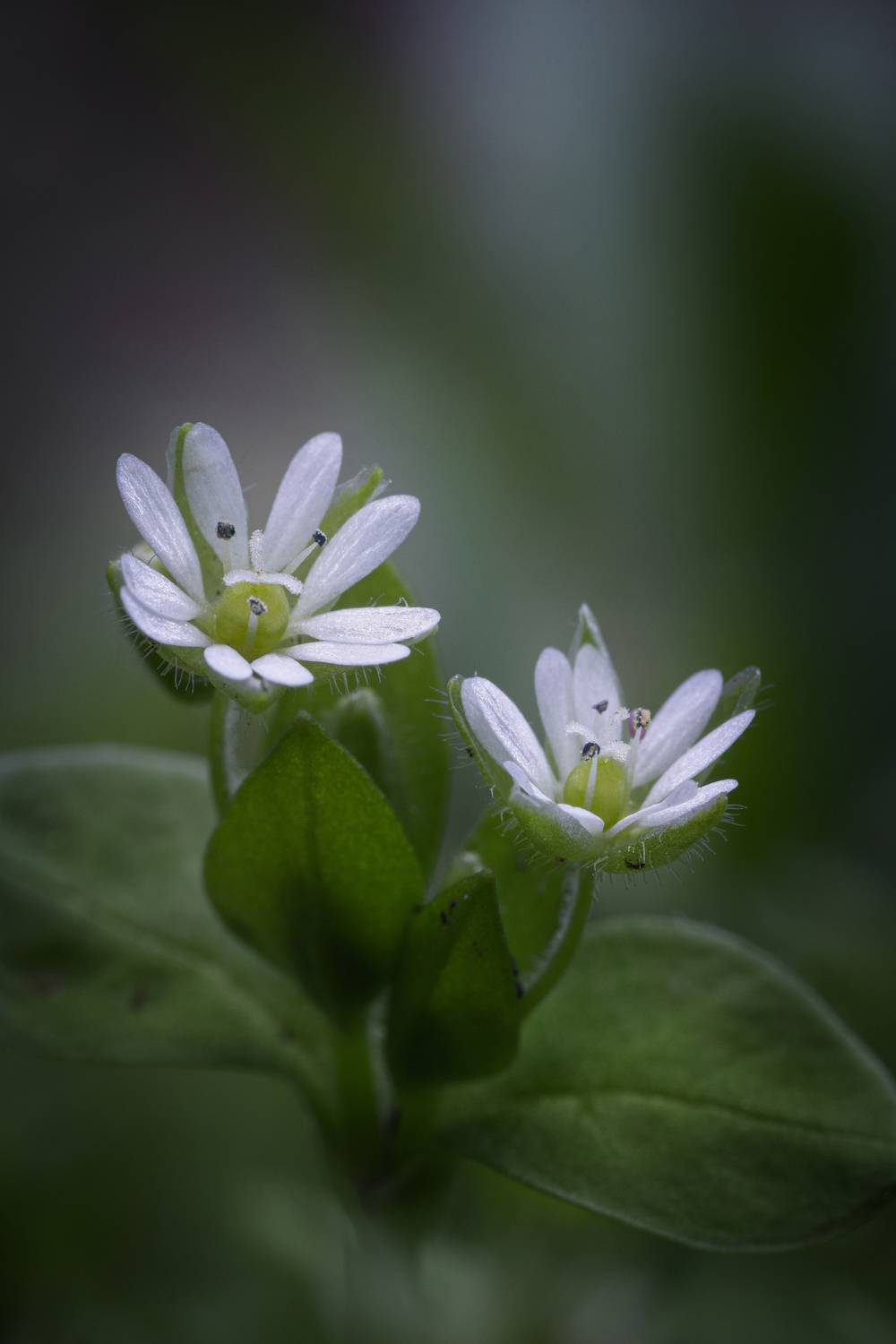 Весенний шепот Весенний шепот