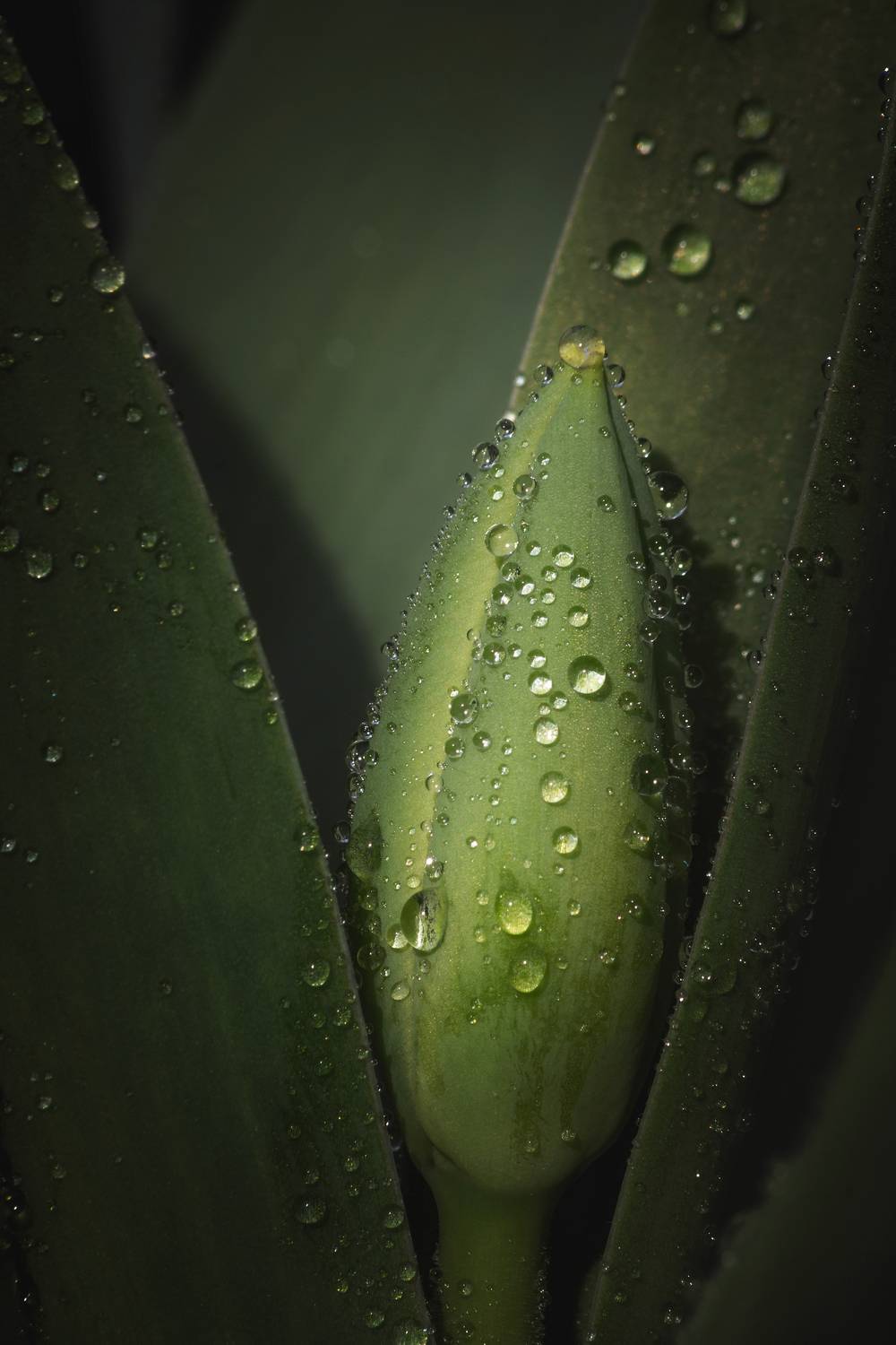 Изумрудная колыбель