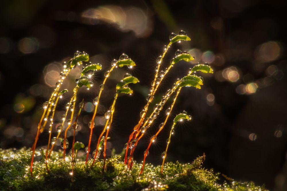 Симфония искр