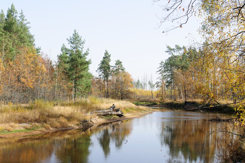 Лесная река в октябре