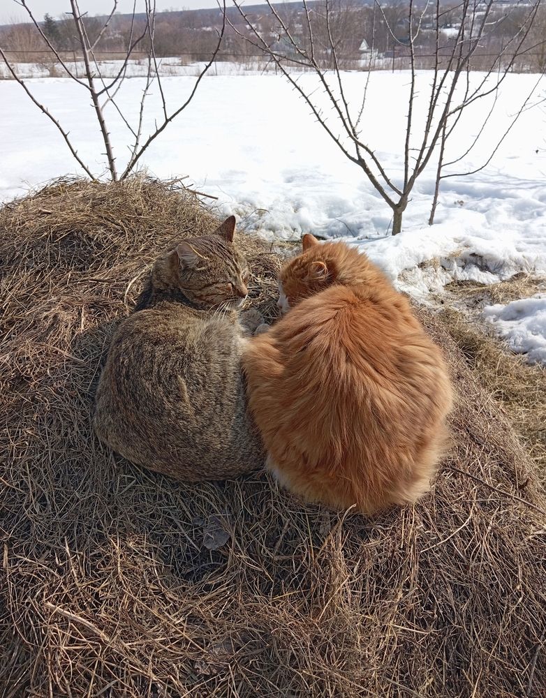 Photograph by Елена Коробченко