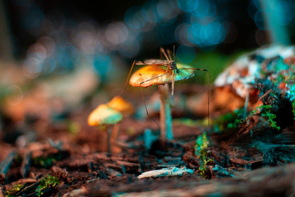 Photograph by Михаил Коротких