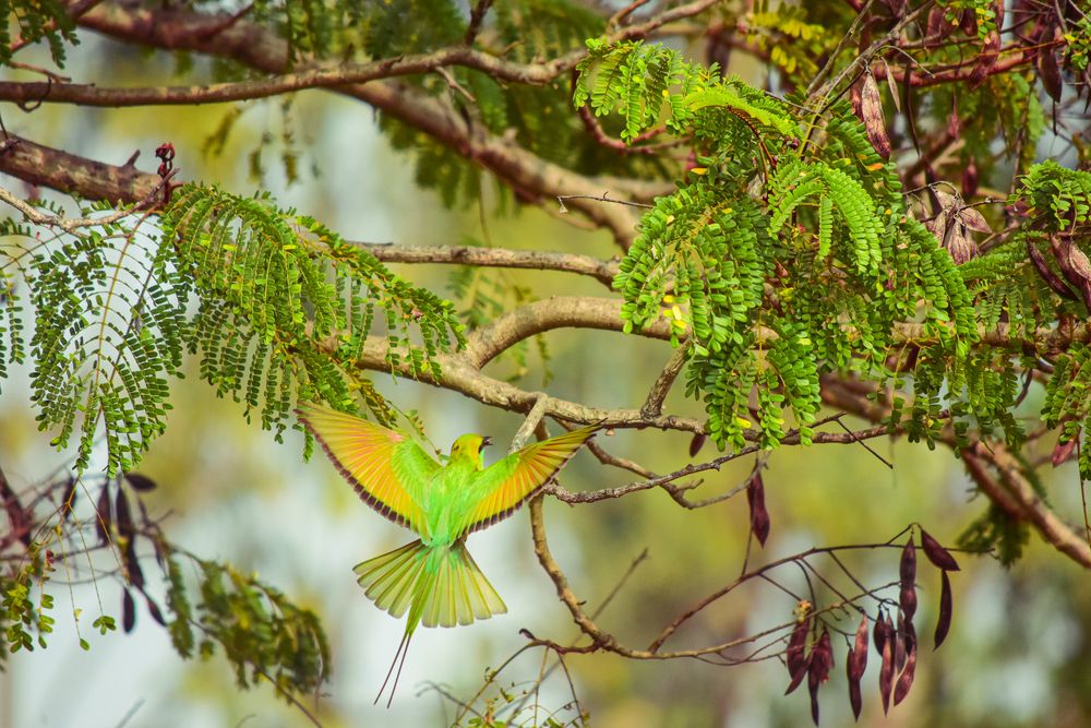 Photograph by Devjit Sarkar