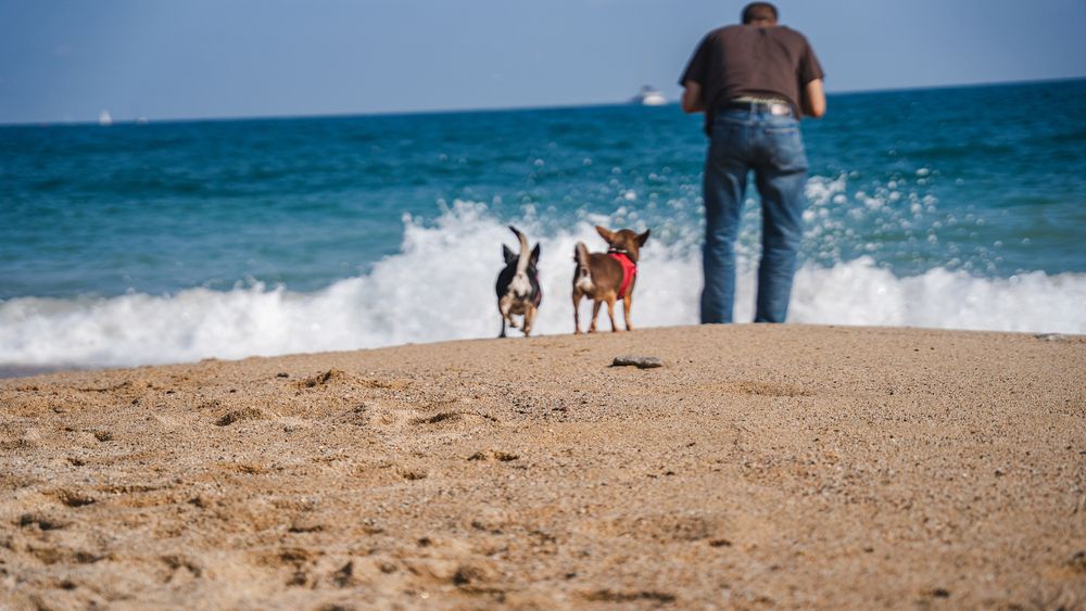 Фотография автора Ankit Gupta