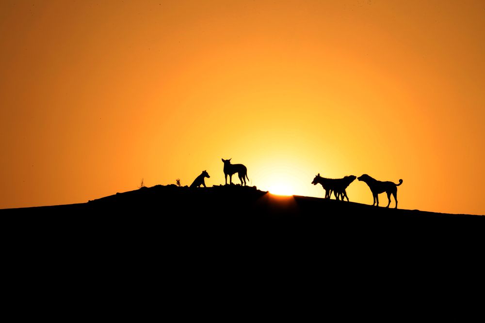 Enjoying sunset