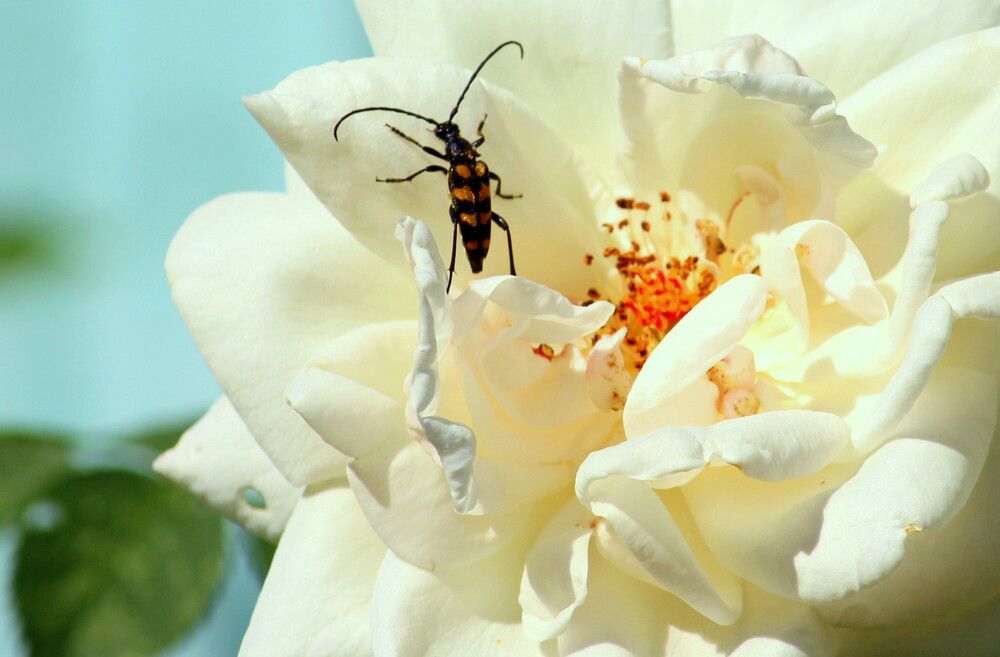 Photograph by Жанна Нечаева