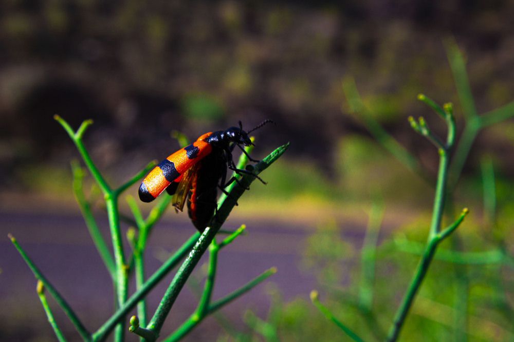 Photograph by Mostafa