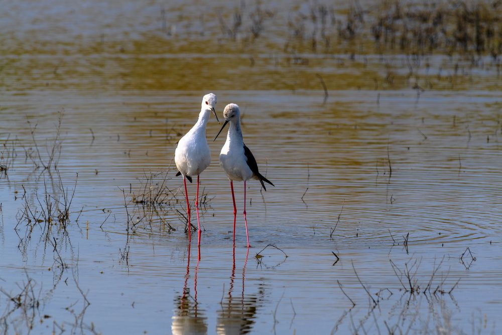 Ромео и Джульетта