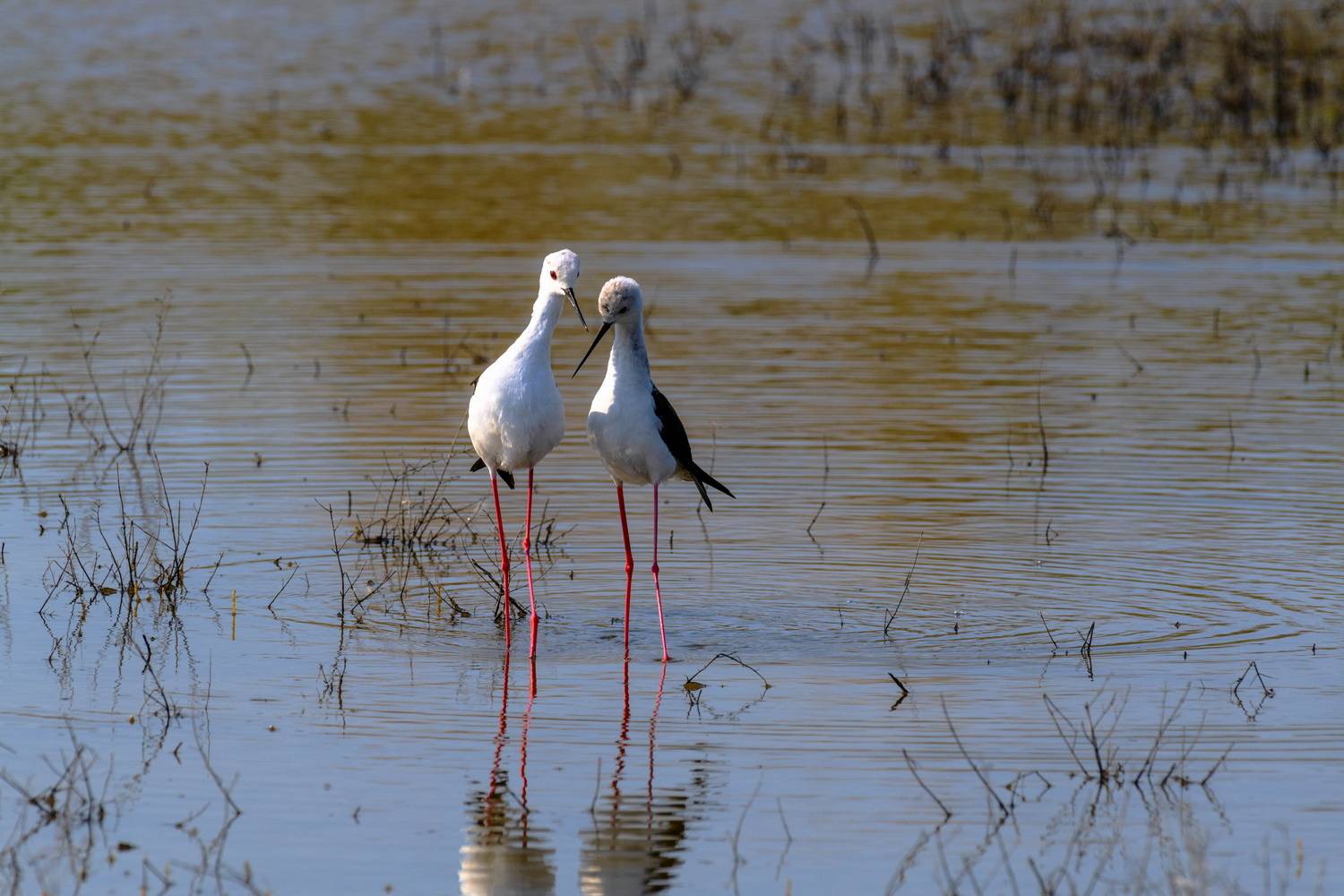 Ромео и Джульетта