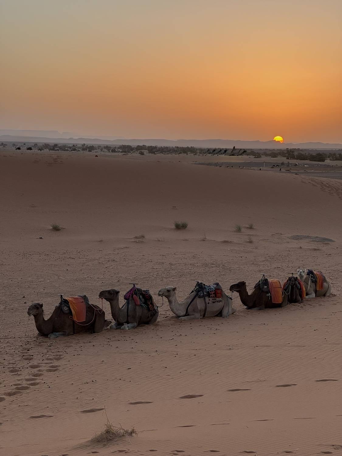 Фотография #13316454