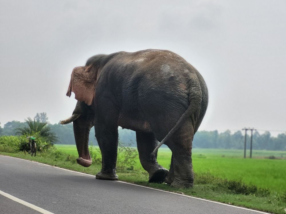 Фотография автора Janmenjoy Mahata