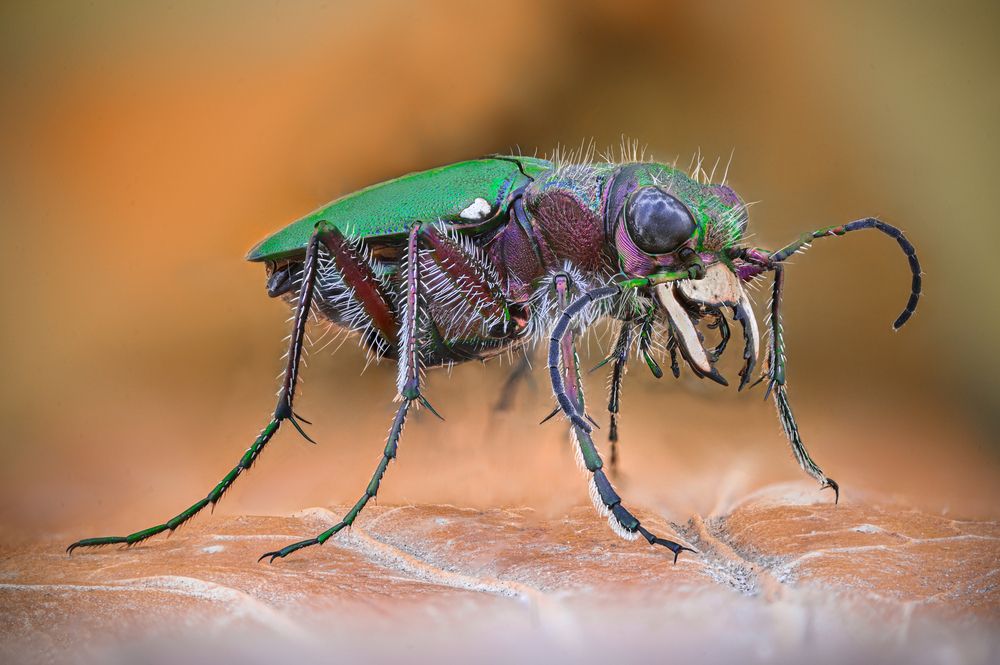 Photograph by Tsvetan Ganev