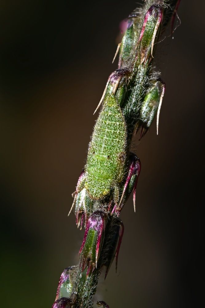 Photograph by DR BIJON GHOSH