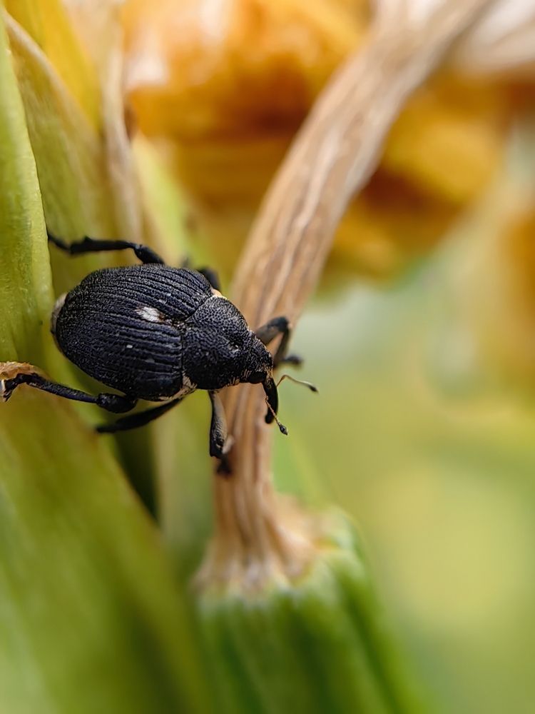 Жучок-хоботок