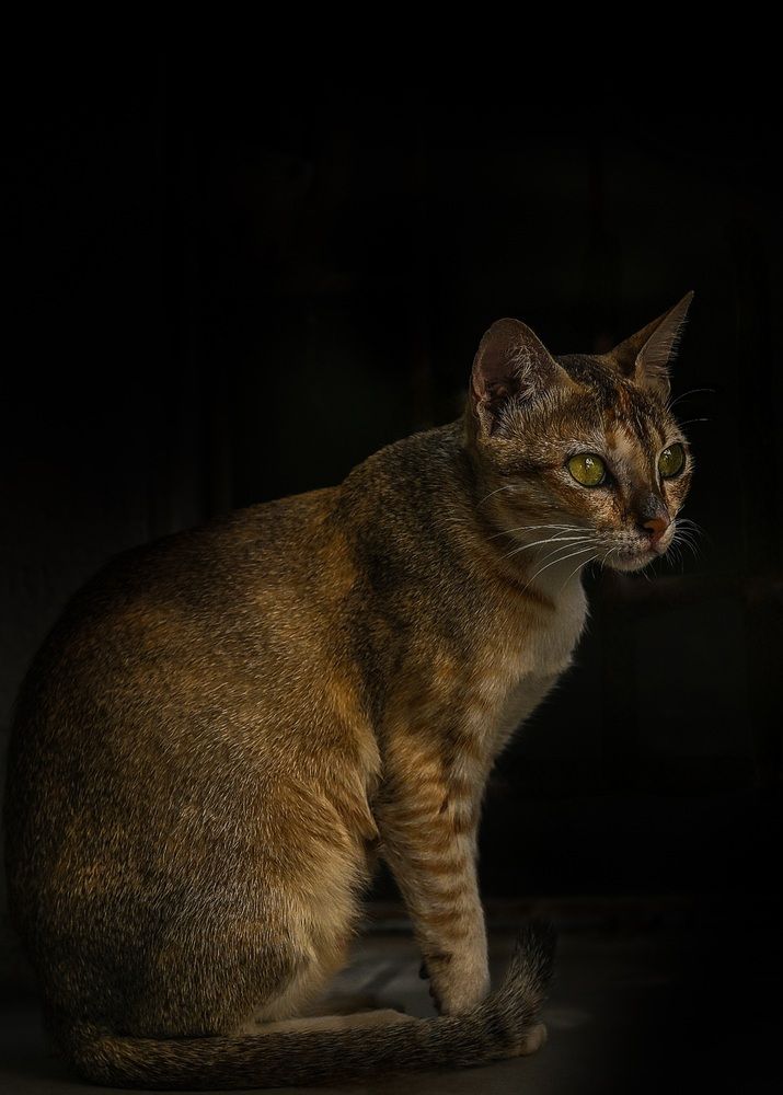 Photograph by DR BIJON GHOSH