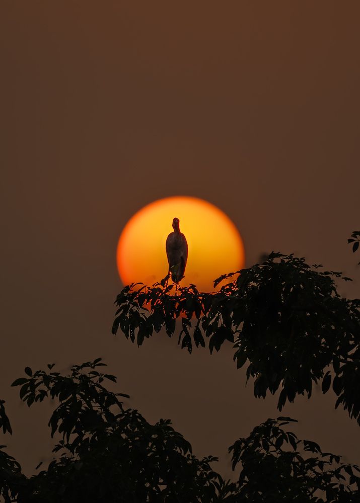 Photograph by DR BIJON GHOSH