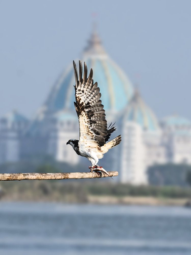 Osprey with catch