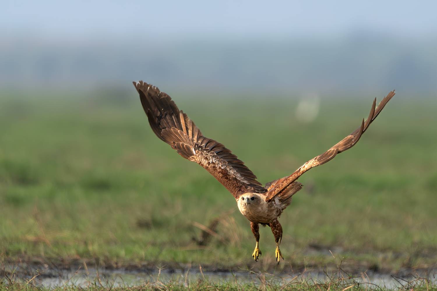 Brahminy Kite