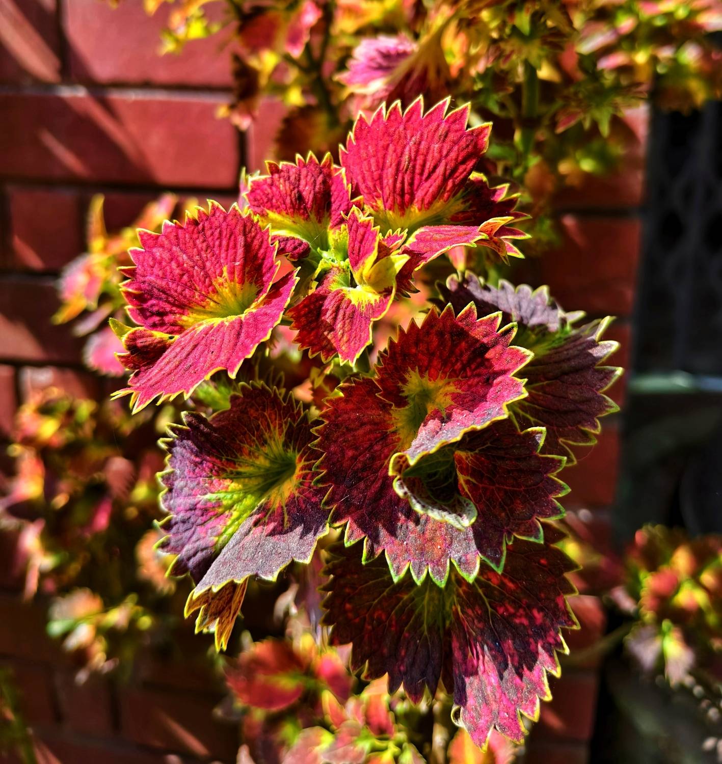 Coleus