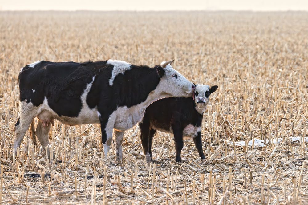 Материнская нежность