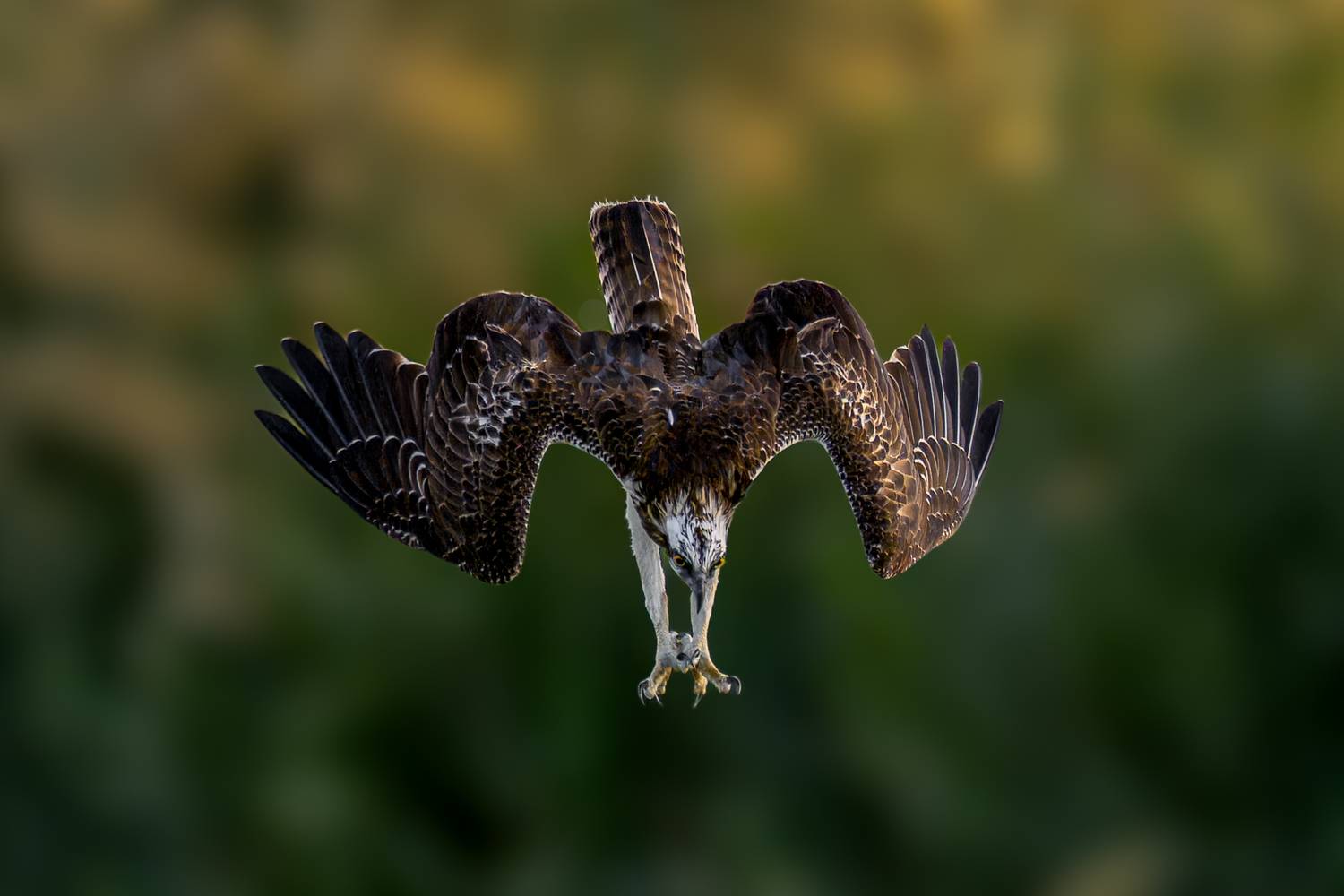 osprey in action