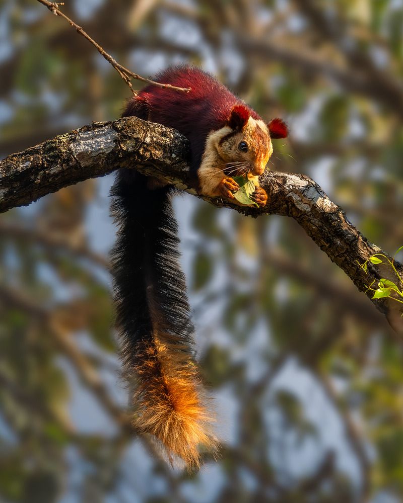 Photograph by Swarup Roy Chowdhury