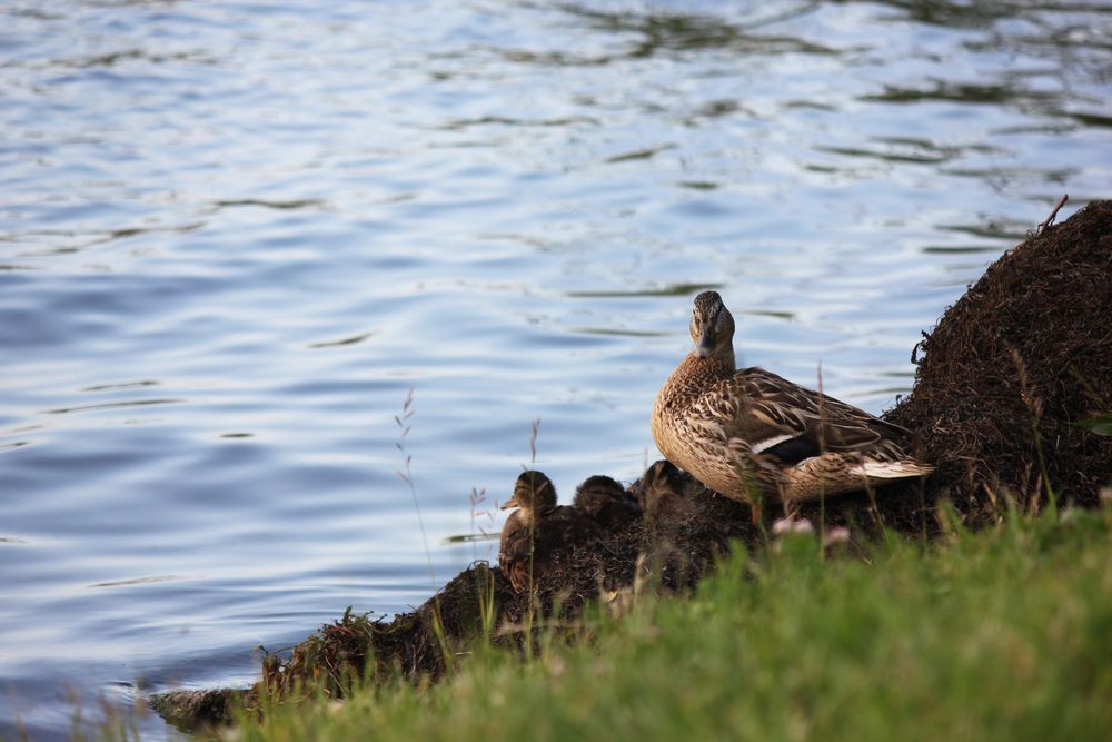 Фотография автора Татьяна Сычёва