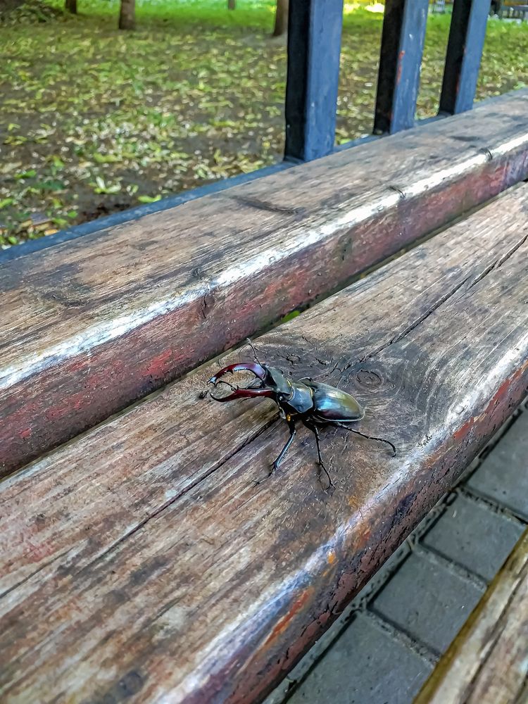 Жук-рогач в городской среде..