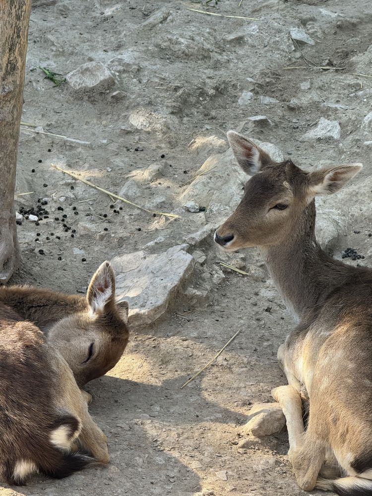 My mother guards my dreams