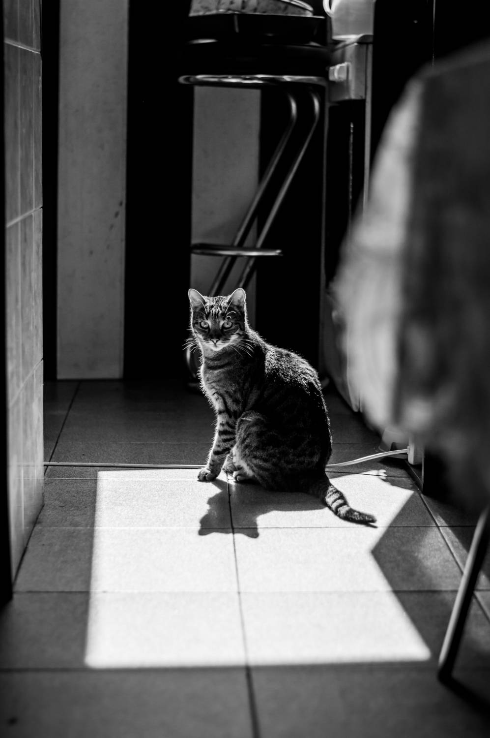 Солнечный кот