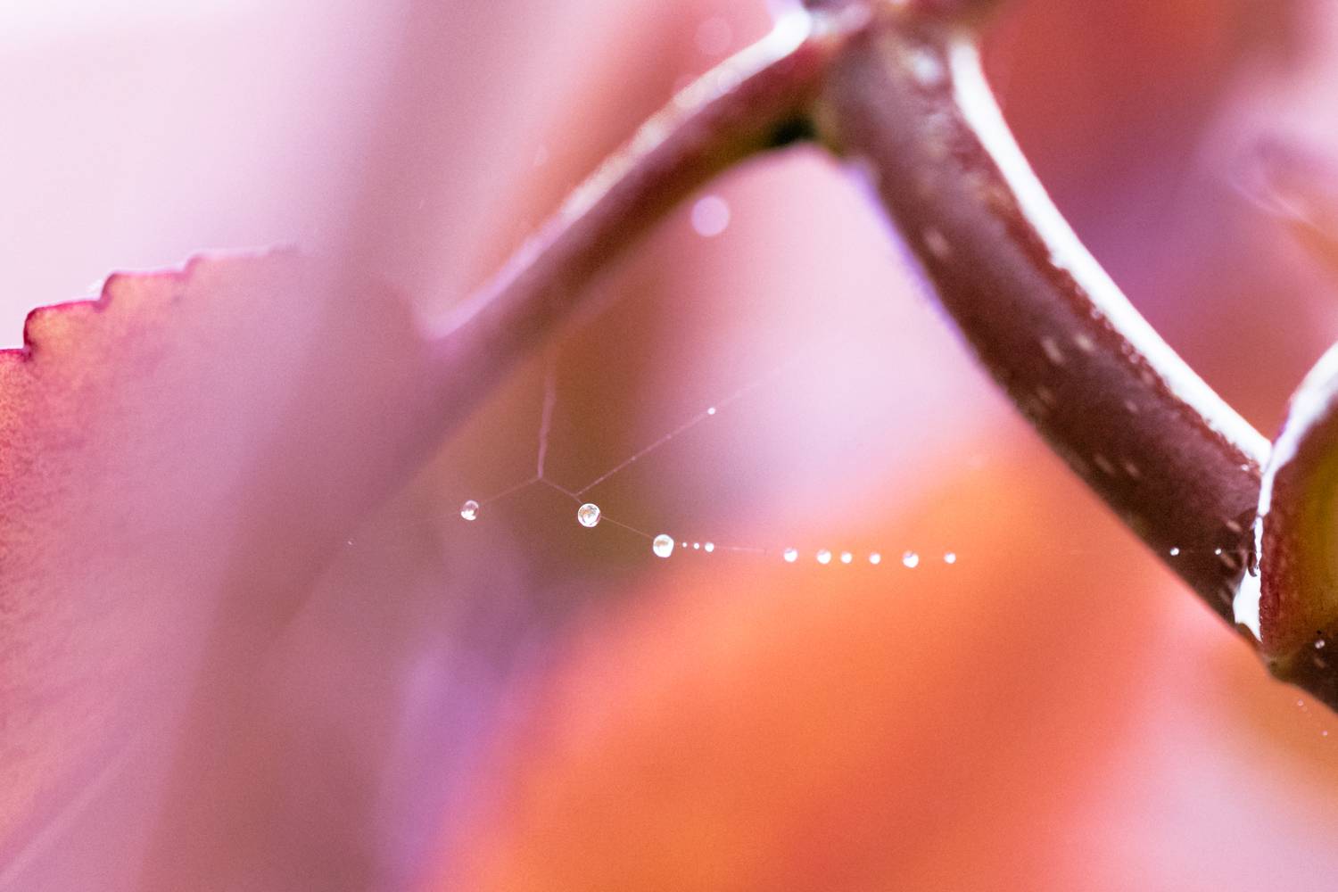 Nature\'s Necklace Nature\'s Necklace