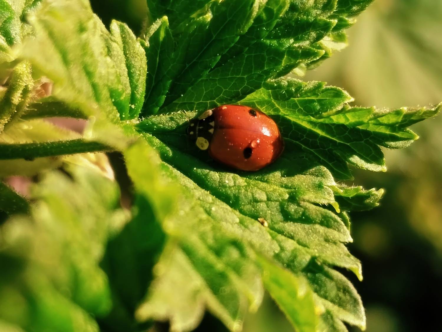 Божья коровка