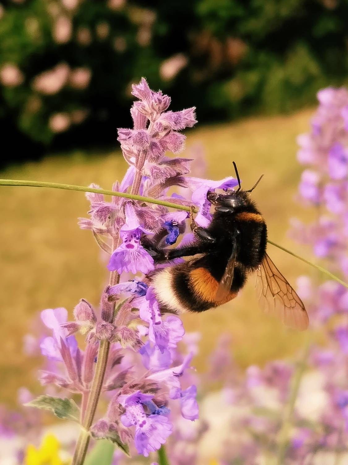 Шмель Шмель