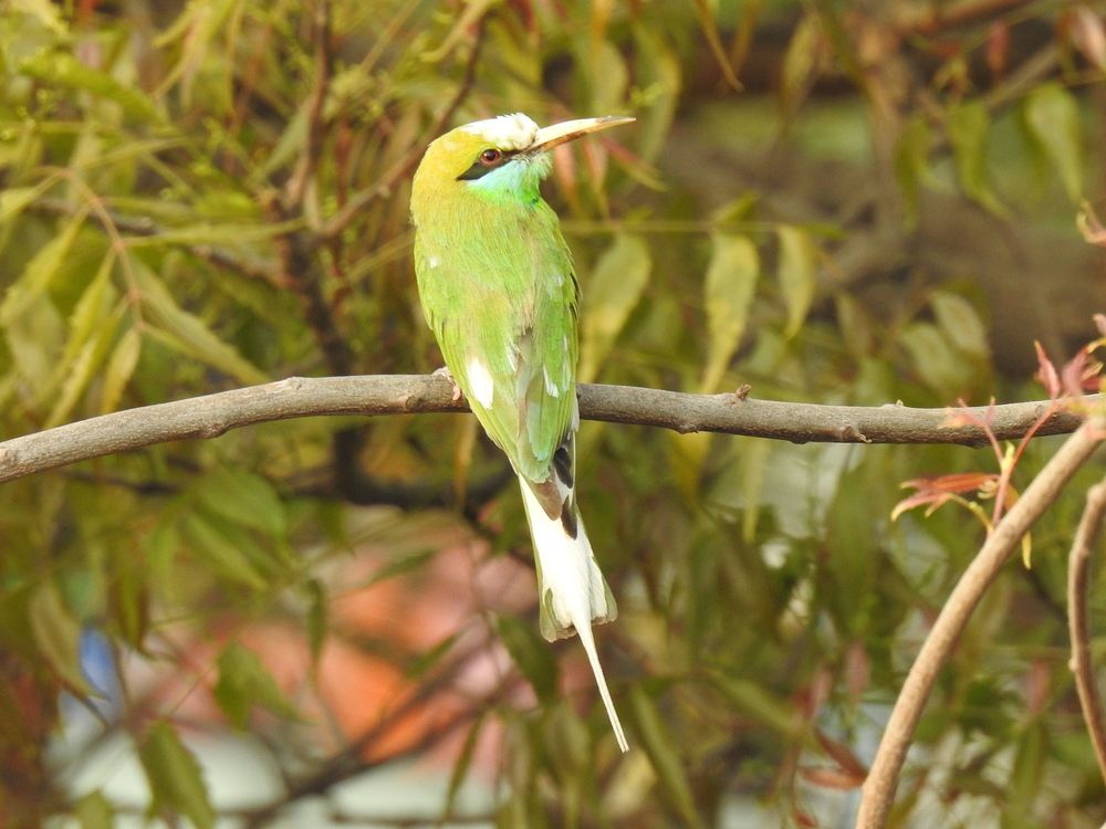 Green-White bee-eater