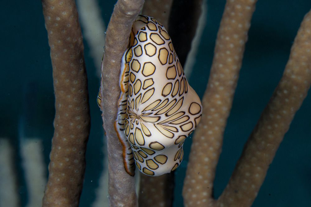 Photograph by Gabriel Vieira Costa