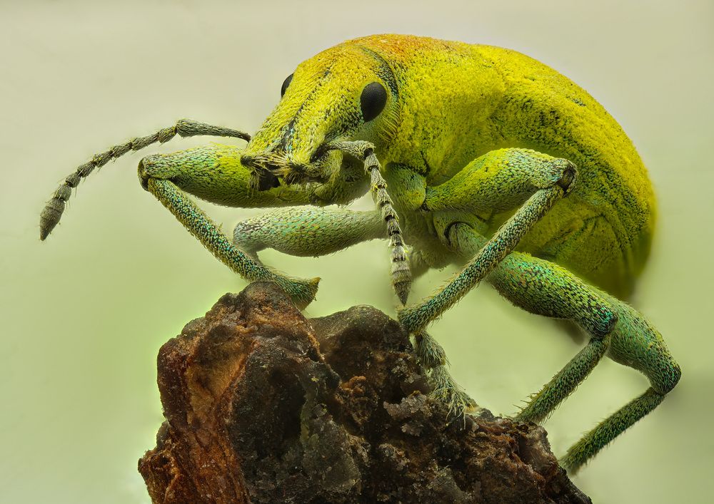 Долгоносик